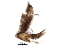  (lymanMalaise01 - BIOUG23038-D10)  @13 [ ] CreativeCommons - Attribution (2016) CBG Photography Group Centre for Biodiversity Genomics