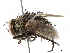  ( - BIOUG22611-H03)  @11 [ ] CreativeCommons - Attribution (2019) CBG Photography Group Centre for Biodiversity Genomics