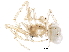  (Exalbidion - BIOUG23963-D05)  @14 [ ] CreativeCommons - Attribution (2016) CBG Photography Group Centre for Biodiversity Genomics