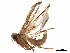  ( - BIOUG24701-F08)  @11 [ ] CreativeCommons - Attribution (2020) CBG Photography Group Centre for Biodiversity Genomics