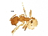  (Pheidole christopherseni - BIOUG23886-B05)  @14 [ ] CreativeCommons - Attribution (2016) CBG Photography Group Centre for Biodiversity Genomics