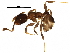  ( - BIOUG23886-C08)  @14 [ ] CreativeCommons - Attribution (2016) CBG Photography Group Centre for Biodiversity Genomics