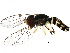  ( - BIOUG24702-C11)  @14 [ ] CreativeCommons - Attribution (2017) CBG Photography Group Centre for Biodiversity Genomics