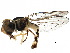 ( - BIOUG24704-F07)  @13 [ ] CreativeCommons - Attribution (2017) CBG Photography Group Centre for Biodiversity Genomics