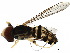  ( - BIOUG24702-H01)  @13 [ ] CreativeCommons - Attribution (2017) CBG Photography Group Centre for Biodiversity Genomics