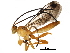  (Neotheronia charli - BIOUG24962-F05)  @14 [ ] CreativeCommons - Attribution (2016) CBG Photography Group Centre for Biodiversity Genomics