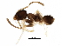  (Tapinoma sp. 2 - BIOUG25069-D02)  @13 [ ] CreativeCommons - Attribution (2016) CBG Photography Group Centre for Biodiversity Genomics
