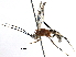  (Diradops opeva - BIOUG25179-H07)  @13 [ ] CreativeCommons - Attribution (2016) CBG Photography Group Centre for Biodiversity Genomics