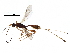  (Notiospathius - BIOUG25181-D05)  @15 [ ] CreativeCommons - Attribution (2016) CBG Photography Group Centre for Biodiversity Genomics