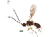  (Pambolinae - BIOUG25231-C05)  @14 [ ] CreativeCommons - Attribution (2016) CBG Photography Group Centre for Biodiversity Genomics