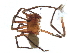  ( - BIOUG25315-G10)  @11 [ ] CreativeCommons - Attribution (2022) CBG Photography Group Centre for Biodiversity Genomics