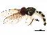  (Toxomerus pictus - BIOUG28056-H09)  @15 [ ] CreativeCommons - Attribution (2016) CBG Photography Group Centre for Biodiversity Genomics