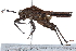  (Lophotettiginae - BIOUG28111-G01)  @13 [ ] CreativeCommons - Attribution (2016) CBG Photography Group Centre for Biodiversity Genomics