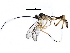  ( - BIOUG28115-F01)  @14 [ ] CreativeCommons - Attribution (2016) CBG Photography Group Centre for Biodiversity Genomics