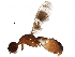  ( - BIOUG28115-G07)  @13 [ ] CreativeCommons - Attribution (2016) CBG Photography Group Centre for Biodiversity Genomics