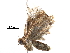  (NoctMalaise01 malaise0374 - BIOUG28160-D04)  @13 [ ] CreativeCommons - Attribution (2016) CBG Photography Group Centre for Biodiversity Genomics