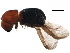  ( - BIOUG28149-E09)  @13 [ ] CreativeCommons - Attribution (2017) CBG Photography Group Centre for Biodiversity Genomics