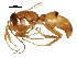  (Olixon cf. testaceum - BIOUG28200-H03)  @14 [ ] CreativeCommons - Attribution (2016) CBG Photography Group Centre for Biodiversity Genomics