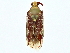  (Pseudopantilius - BIOUG77746-A08)  @11 [ ] CreativeCommons - Attribution (2022) CBG Photography Group Centre for Biodiversity Genomics