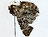  ( - BIOUG77746-C04)  @11 [ ] CreativeCommons - Attribution (2022) CBG Photography Group Centre for Biodiversity Genomics