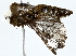  ( - BIOUG77746-C06)  @11 [ ] CreativeCommons - Attribution (2022) CBG Photography Group Centre for Biodiversity Genomics