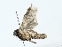  ( - BIOUG77748-A11)  @11 [ ] CreativeCommons - Attribution (2022) CBG Photography Group Centre for Biodiversity Genomics