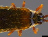  (Ulonemia - BIOUG84663-G11)  @11 [ ] CreativeCommons - Attribution (2023) Donald Hobern International Barcode of Life Project