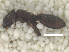  (Cephalotes pallidoides - MACN-Bar-Ins-ct 08340)  @12 [ ] Copyright (2019) Pablo L Tubaro MACN