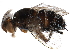 ( - BIOUG25448-B11)  @13 [ ] CreativeCommons - Attribution (2016) CBG Photography Group Centre for Biodiversity Genomics