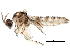  (Micrapemon - BIOUG22600-H11)  @13 [ ] CreativeCommons - Attribution (2015) CBG Photography Group Centre for Biodiversity Genomics