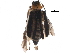  (Acalymma albidovittatum - BIOUG22816-F03)  @14 [ ] CreativeCommons - Attribution (2015) CBG Photography Group Centre for Biodiversity Genomics