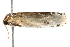  ( - BIOUG24339-C06)  @12 [ ] CreativeCommons - Attribution (2015) CBG Photography Group Centre for Biodiversity Genomics