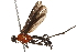  (Aleiodes melanopterus - BIOUG24339-H07)  @15 [ ] CreativeCommons - Attribution (2015) CBG Photography Group Centre for Biodiversity Genomics