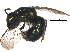  (Augochlora phoemonoe - BIOUG24875-D03)  @14 [ ] CreativeCommons - Attribution (2015) CBG Photography Group Centre for Biodiversity Genomics