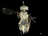  (Aphytis hispanicus - BIOUG40714-C08)  @12 [ ] CreativeCommons - Attribution (2019) CBG Photography Group Centre for Biodiversity Genomics
