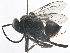  ( - BIOUG40777-G04)  @11 [ ] CreativeCommons - Attribution (2019) CBG Photography Group Centre for Biodiversity Genomics