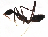  (Leptomyrmex - BIOUG31916-D04)  @14 [ ] CreativeCommons - Attribution (2017) CBG Photography Group Centre for Biodiversity Genomics