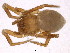  (Styposis - BIOUG12799-C10)  @13 [ ] CreativeCommons - Attribution (2014) CBG Photography Group Centre for Biodiversity Genomics