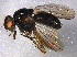  (Bithoracochaeta - BIOUG13320-E01)  @13 [ ] CreativeCommons - Attribution (2014) CBG Photography Group Centre for Biodiversity Genomics