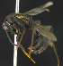  ( - BIOUG14047-C05)  @12 [ ] Copyright (2017) Unspecified Museo Argentino de Ciencias Naturales, Bernardino Rivadavia