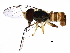  (Toxomerus - BIOUG24424-A08)  @15 [ ] CreativeCommons - Attribution (2015) CBG Photography Group Centre for Biodiversity Genomics