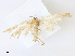  ( - BIOUG64506-F09)  @11 [ ] CreativeCommons - Attribution Share - Alike (2024) CBG Photography Group Centre for Biodiversity Genomics