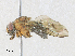  ( - BIOUG64508-F03)  @11 [ ] CreativeCommons - Attribution Share - Alike (2024) CBG Photography Group Centre for Biodiversity Genomics