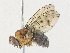  ( - BIOUG64509-G02)  @11 [ ] CreativeCommons - Attribution Share - Alike (2024) CBG Photography Group Centre for Biodiversity Genomics