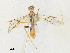  ( - BIOUG64510-C03)  @11 [ ] CreativeCommons - Attribution Share - Alike (2024) CBG Photography Group Centre for Biodiversity Genomics