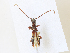  (Compsibidion fairmairei - BIOUG64511-B06)  @11 [ ] CreativeCommons - Attribution Share - Alike (2024) CBG Photography Group Centre for Biodiversity Genomics