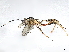  (Bicristella - BIOUG64515-B02)  @11 [ ] CreativeCommons - Attribution (2025) CBG Photography Group Centre for Biodiversity Genomics