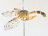  ( - BIOUG64516-G11)  @11 [ ] CreativeCommons - Attribution Share - Alike (2024) CBG Photography Group Centre for Biodiversity Genomics