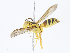  ( - CBG-A10767-B09)  @11 [ ] CreativeCommons - Attribution Share - Alike (2023) CBG Photography Group Centre for Biodiversity Genomics