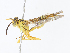  ( - CBG-A10767-B11)  @11 [ ] CreativeCommons - Attribution Share - Alike (2023) CBG Photography Group Centre for Biodiversity Genomics